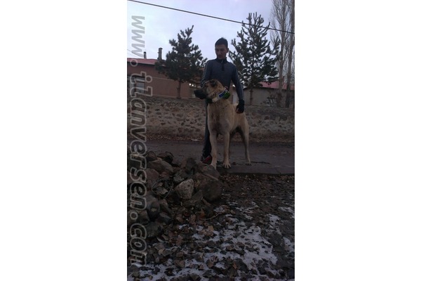 İnkılap Mah. hayvanlar ilanı ver