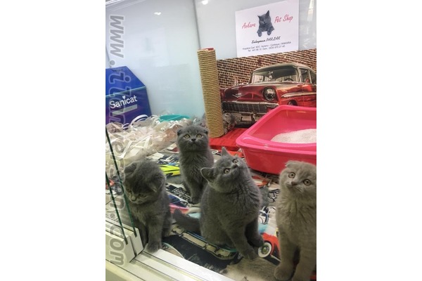 Ayrancı Mah. kedi ilanı ver