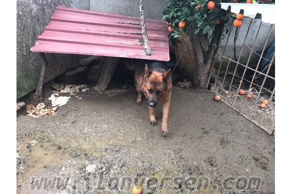 Erkek köpek Hasanefendi-Ramazan Paşa Mah.