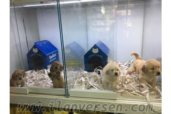 Golden retriever 1 TL Ayrancı Mah.