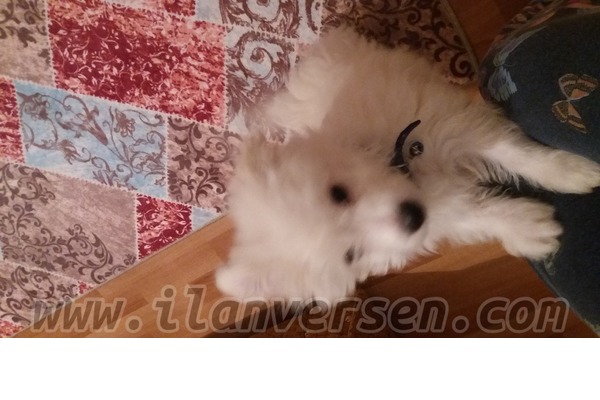 Maltese terrier Erkek Abidinpaşa Mah.