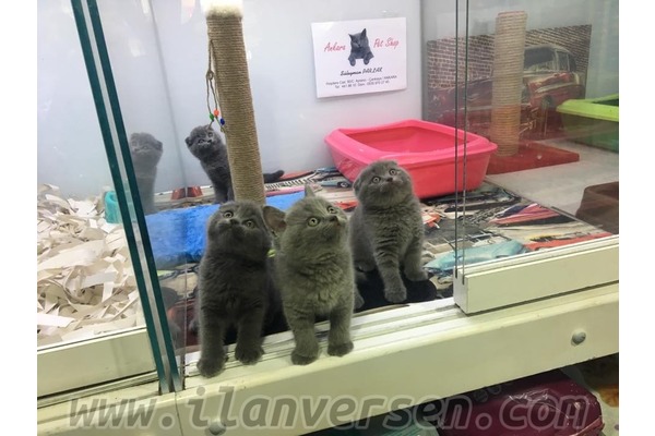 Scottish fold Dişi ve Erkek Ayrancı Mah.