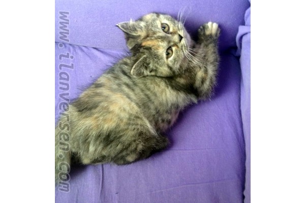 British shorthair 1000 TL Bostancı Mah.