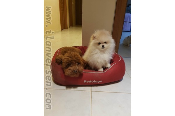 Pomeranian Dişi köpek