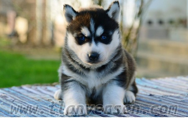 Çengelköy Mah. köpek ilanları