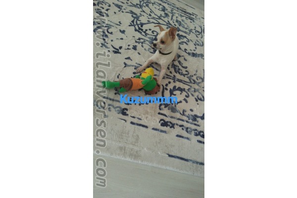 Chihuahua 600 TL Piyalepaşa Mah.