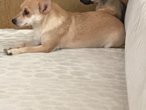  Chihuahua Yayla Mah.