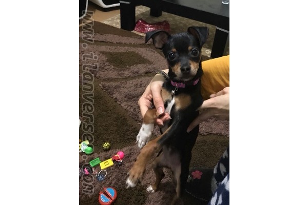 Pinscher Daha önce hayvan bakanlara