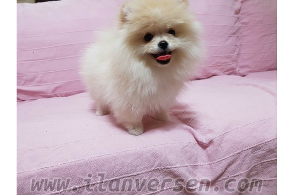 Çengelköy Mah. köpek ilanı ver