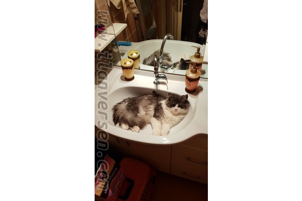 Chinchilla ilanları