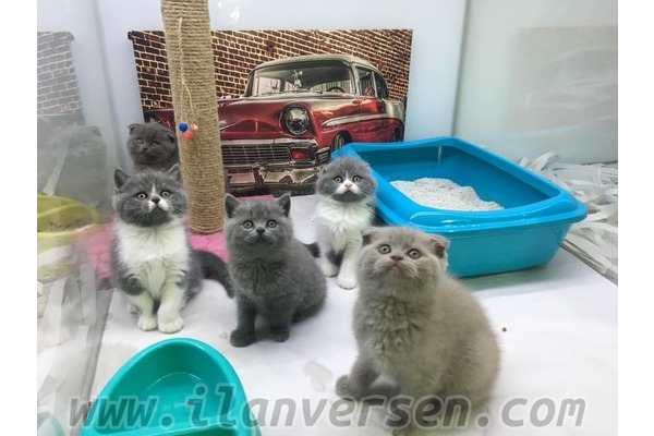 kedi Scottish fold fiyatları