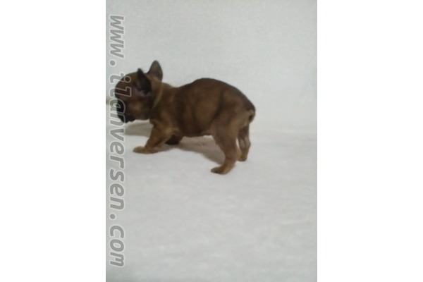 French bulldog 1 TL Bademler Köyü
