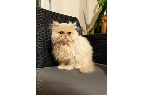 İran Dişi ve Erkek kedi