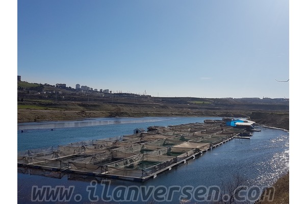 Hasancıklı Mah. hayvanlar fiyatları