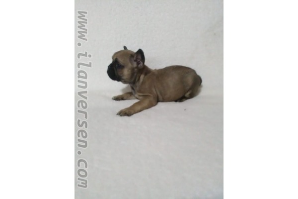 French bulldog köpek Urla