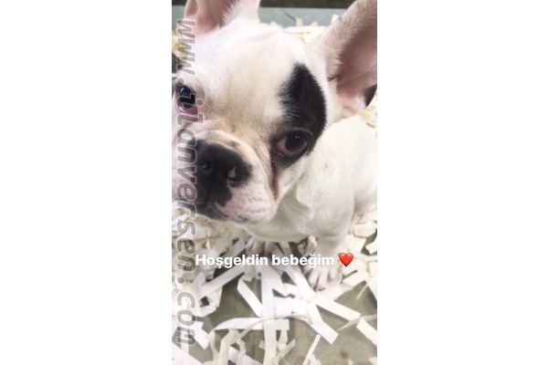 French bulldog Tuvalet eğitimli