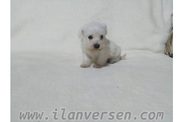 Schnauzer Sahibinden Bademler Köyü