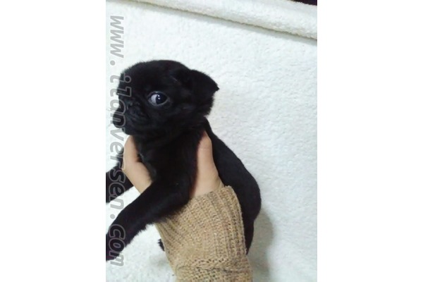 Bademler Köyü köpek ilanları