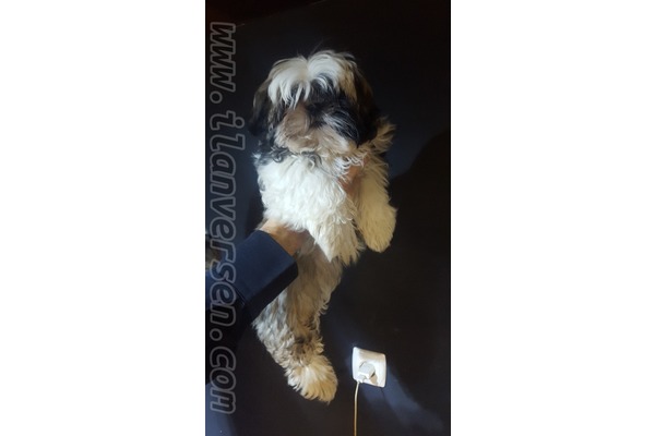 Shih-Tzu Merkez Mah.