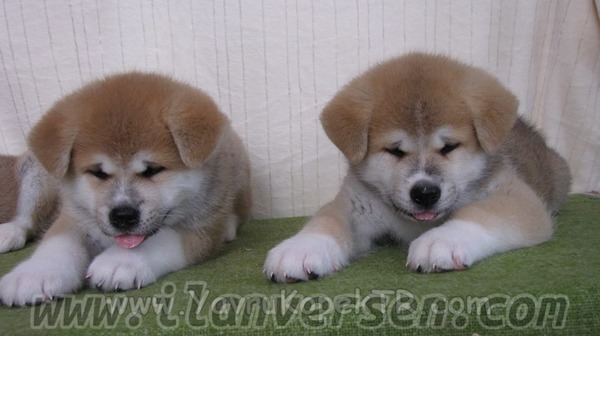 Akita inu köpek Esenler