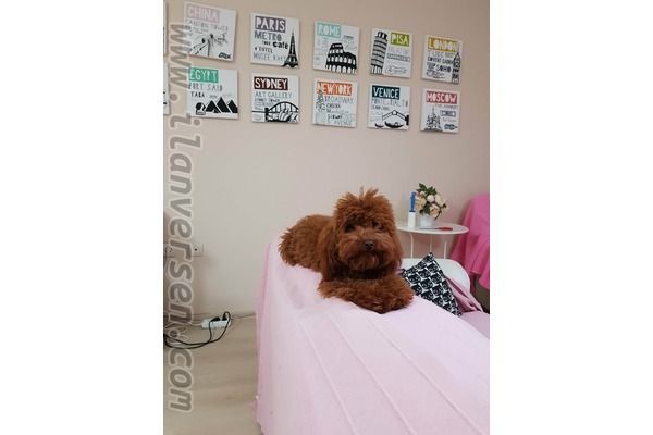 Poodle Dişi ve Erkek köpek