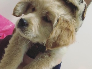 Aşılı Golden retriever