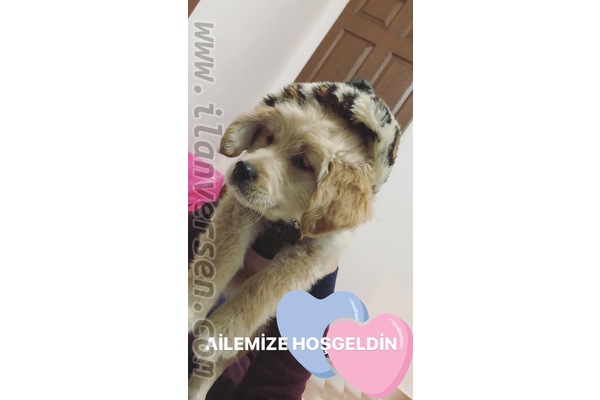 Aşılı Golden retriever