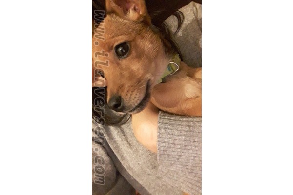 Pinscher Tuvalet eğitimli