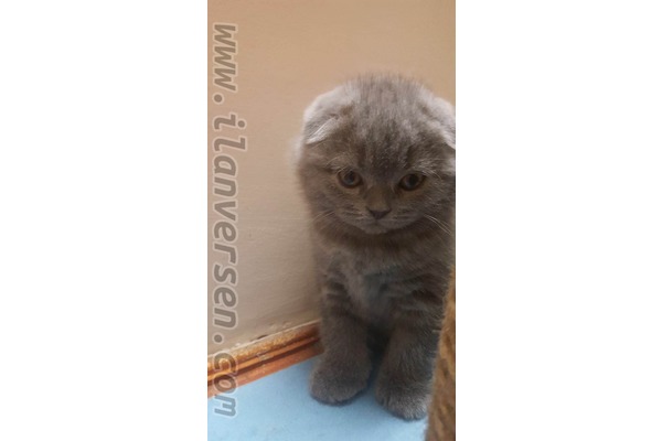 Scottish fold 0-3 Aylık Çengelköy Mah.