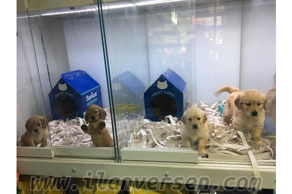 köpek ilanlari Aydınlar Mah.