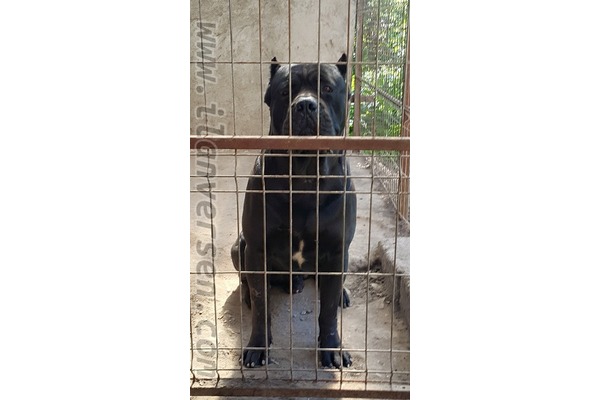 köpek Cane corsa fiyatları