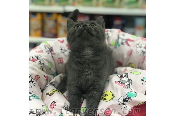 British shorthair 1 TL Ostim OSB