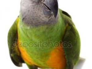 papağan senegal Senegal papağanı 0-3 Aylık Cumhuriyet Mah.
