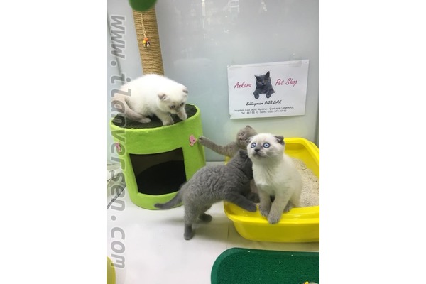 Scottish fold ilanları