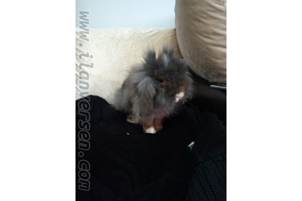 Lop 1