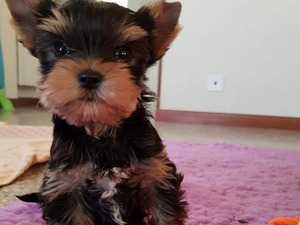 Yorkshire terrier Dişi ve Erkek Mimar Sinan Mah.