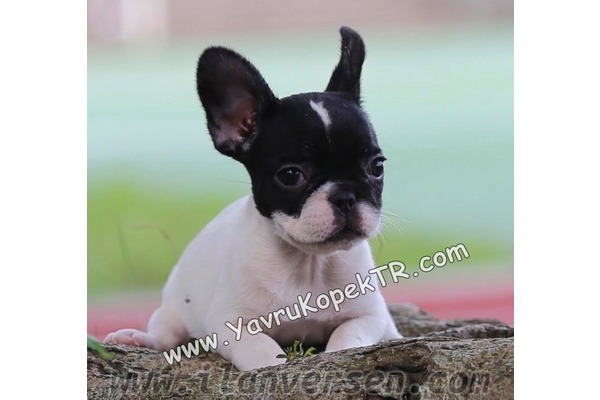 French bulldog Sahibinden 1500 TL