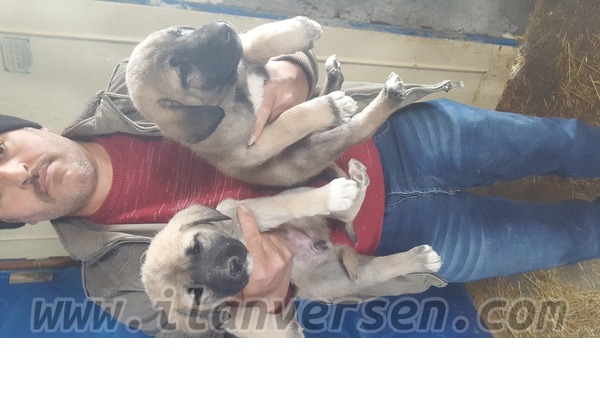 köpek ilanlari Yenikarahisar Bld.