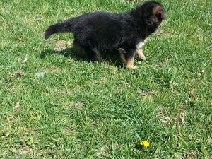belçika kurt köpeği Bademler Köyü köpek fiyatları