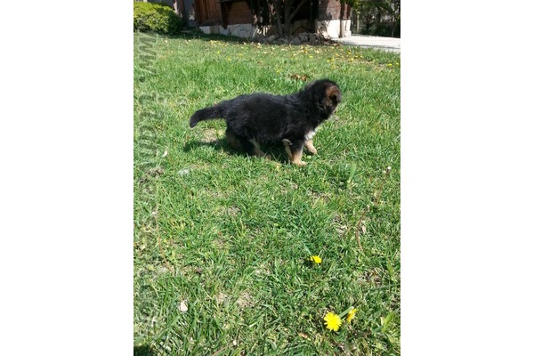 Bademler Köyü köpek fiyatları
