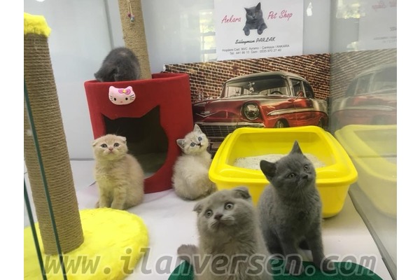 British shorthair kedi Çankaya