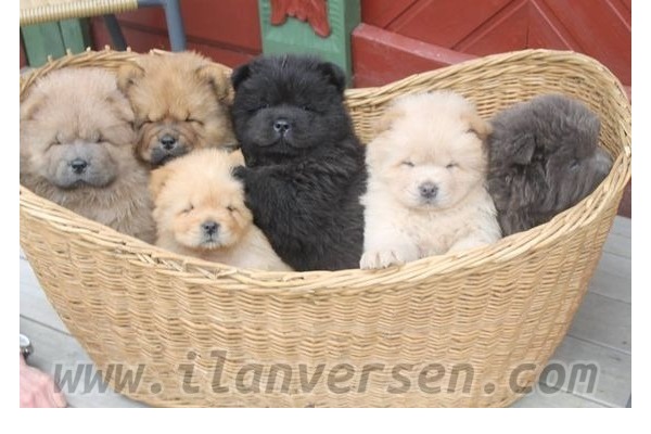 köpek ilanlari Çengelköy Mah.