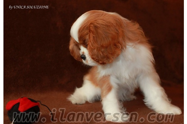 Cavalier king Charles Dişi ve Erkek Merkez Mah.