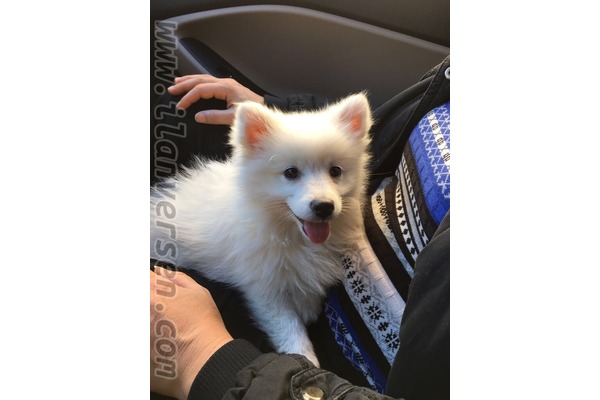 Spitz köpek Muratpaşa