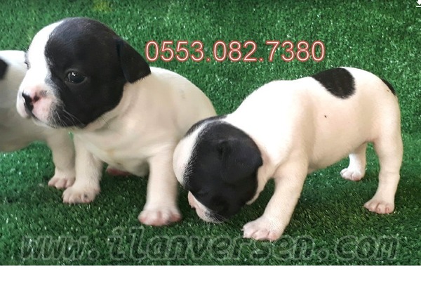French bulldog Dişi ve Erkek köpek