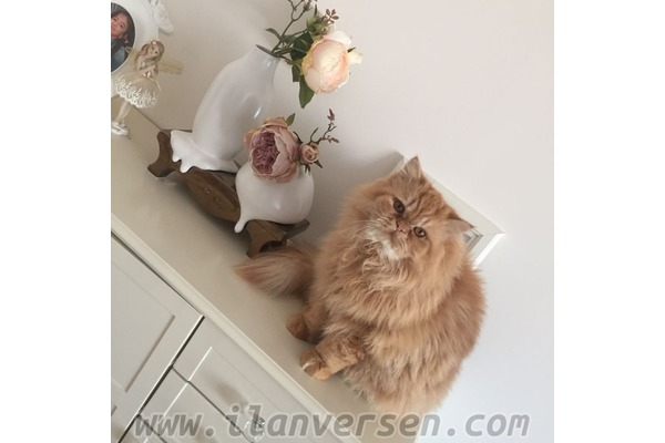 Kurtköy Mah. kedi fiyatları