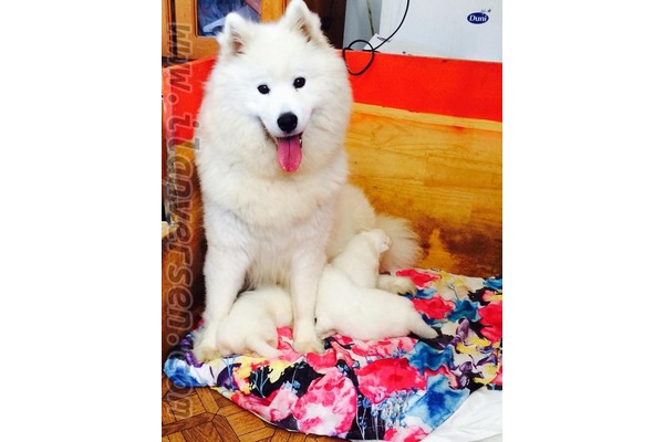 Samoyed 1 TL Havaalanı Mah.