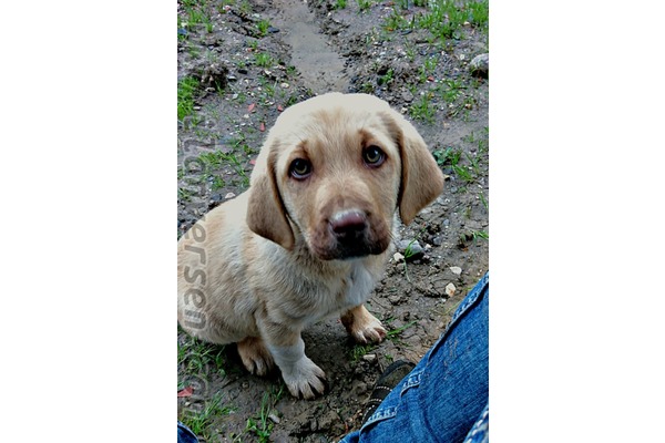 Golden retriever yaş 0-3 Aylık 50. Yıl Mah.