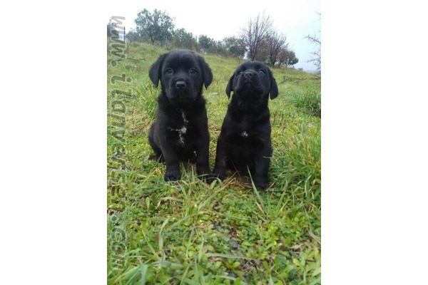 yaş 0-3 Aylık köpek Bademler Köyü