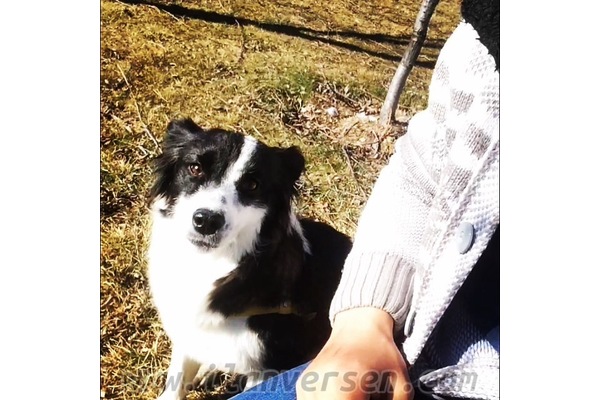 Collie 300 TL Toplu Konut Mah.